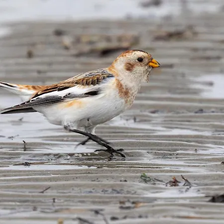 Apartment Mit Meerblick Auf Robbenbänke Von Norderney, Geschützter Südwestbalkon Baltrum