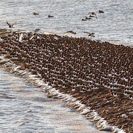 Mit Meerblick Auf Robbenbänke Von Norderney, Geschützter Südwestbalkon *